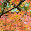 2014年秋紅葉9