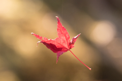 2014年秋紅葉5