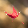 2014年秋紅葉5