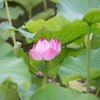 蓮池の蓮