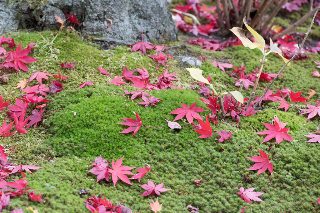 2014年秋紅葉10