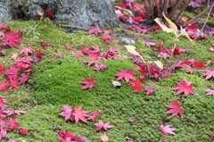 2014年秋紅葉10