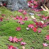 2014年秋紅葉10