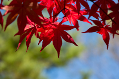 紅葉がもう