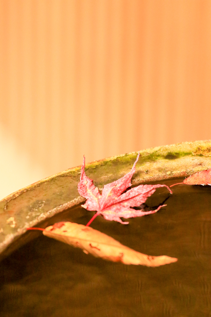 2014年秋紅葉1