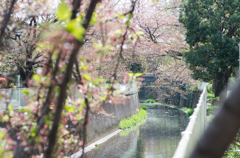 神田川桜