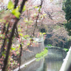 神田川桜