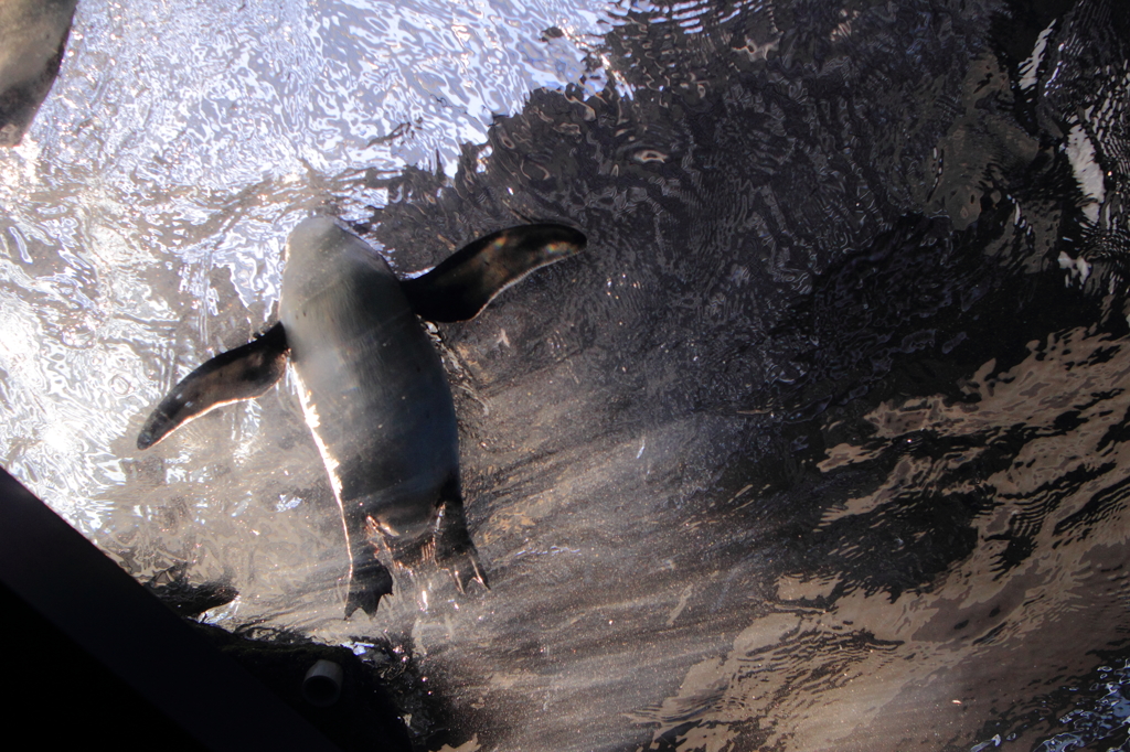 空飛ぶペンギン