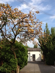 柿