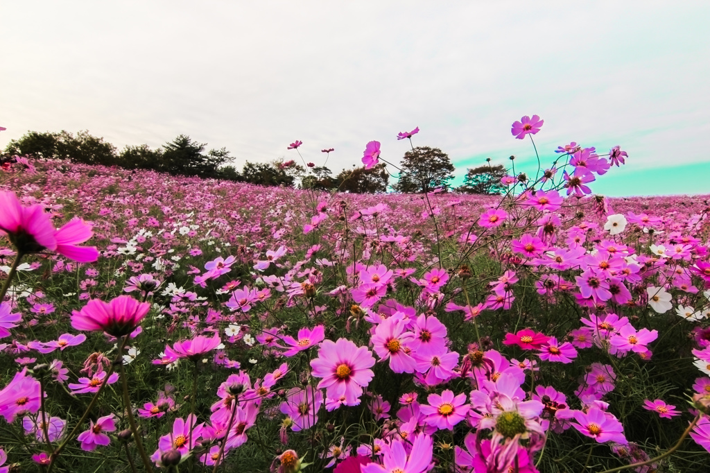 コスモスの丘/昭和記念公園