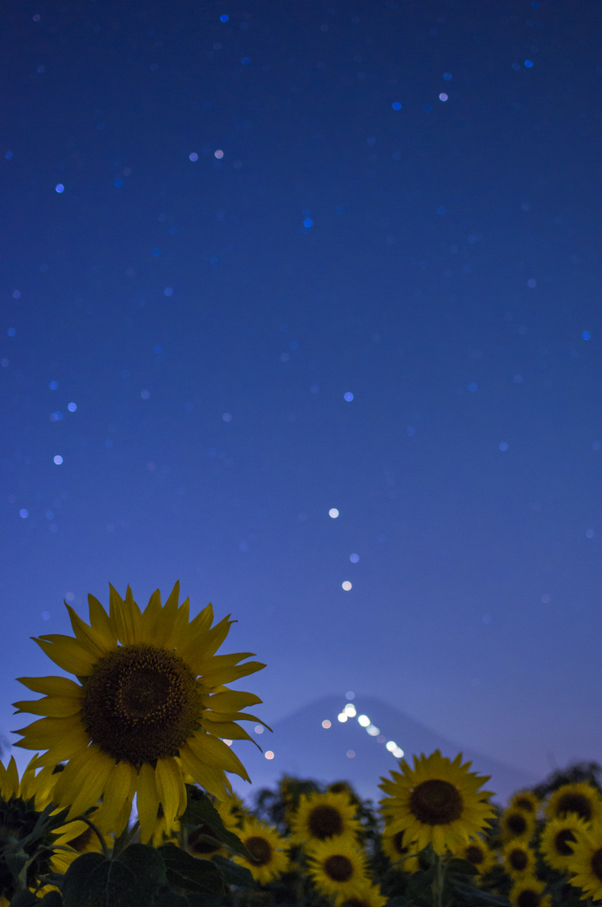 夏の夜の夢。