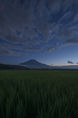 田にそよぐ風。