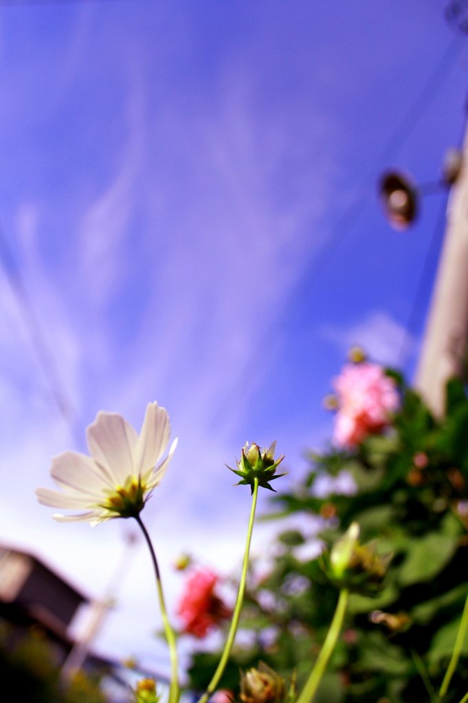 秋桜　
