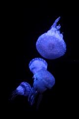 美ら海水族館　クラゲ