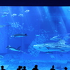 美ら海水族館