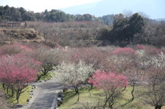 いなべ市農業公園　梅林公園