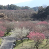 いなべ市農業公園　梅林公園