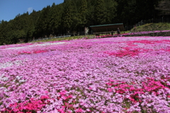 國田家の芝桜