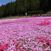 國田家の芝桜