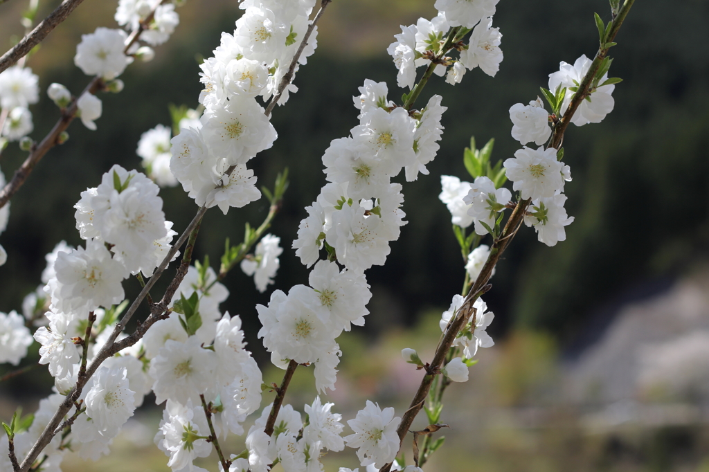 桜？