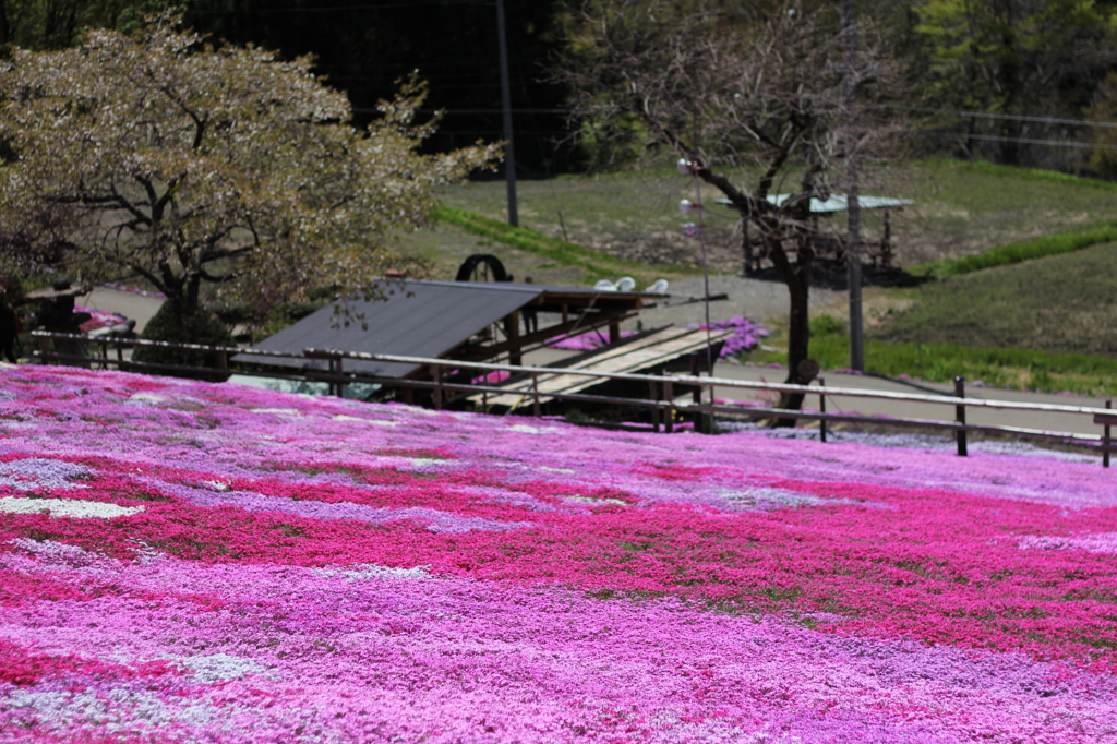 國田家の芝桜