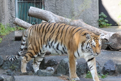 豊橋総合動植物公園