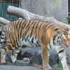 豊橋総合動植物公園