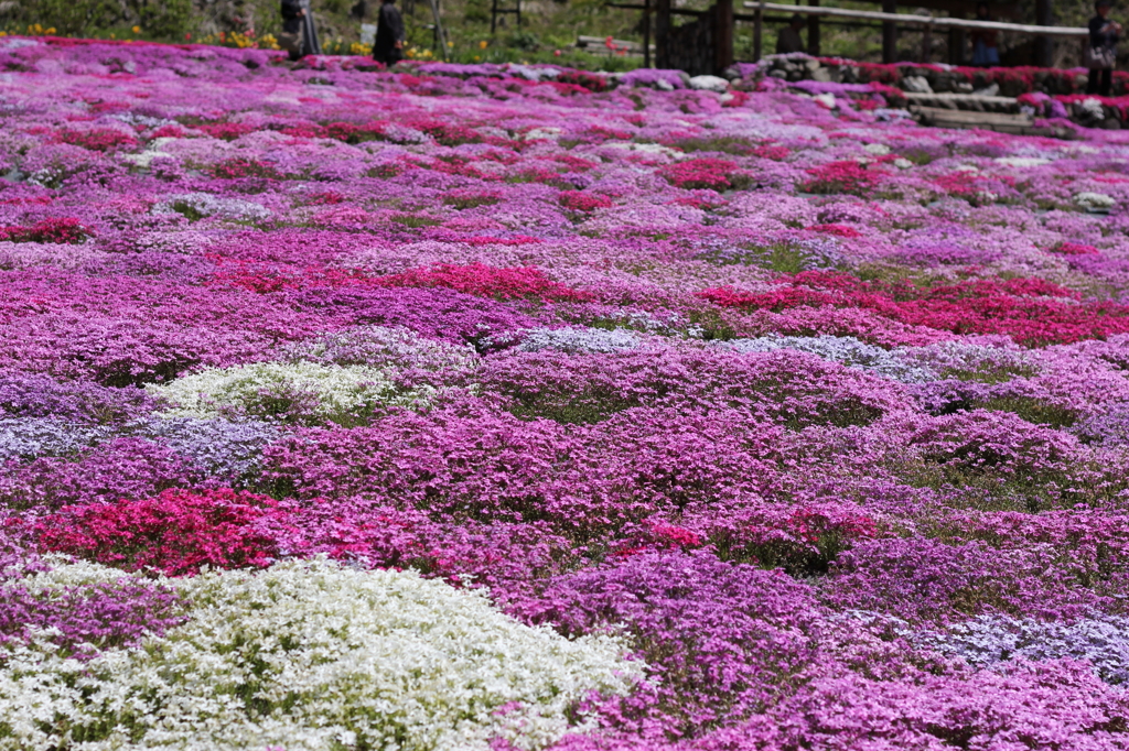 國田家の芝桜