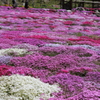 國田家の芝桜