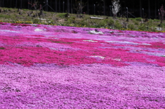 國田家の芝桜