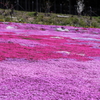 國田家の芝桜