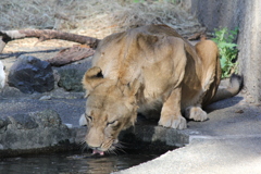 豊橋総合動植物公園