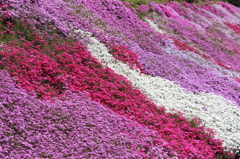 國田家の芝桜