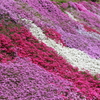 國田家の芝桜