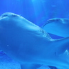 美ら海水族館