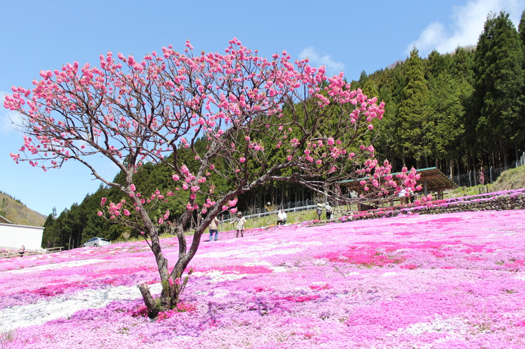國田家の芝桜