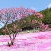 國田家の芝桜