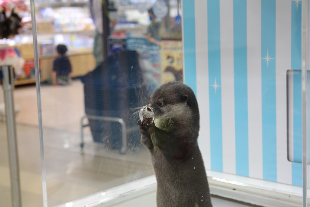 コツメカワウソ ふれあいタイム