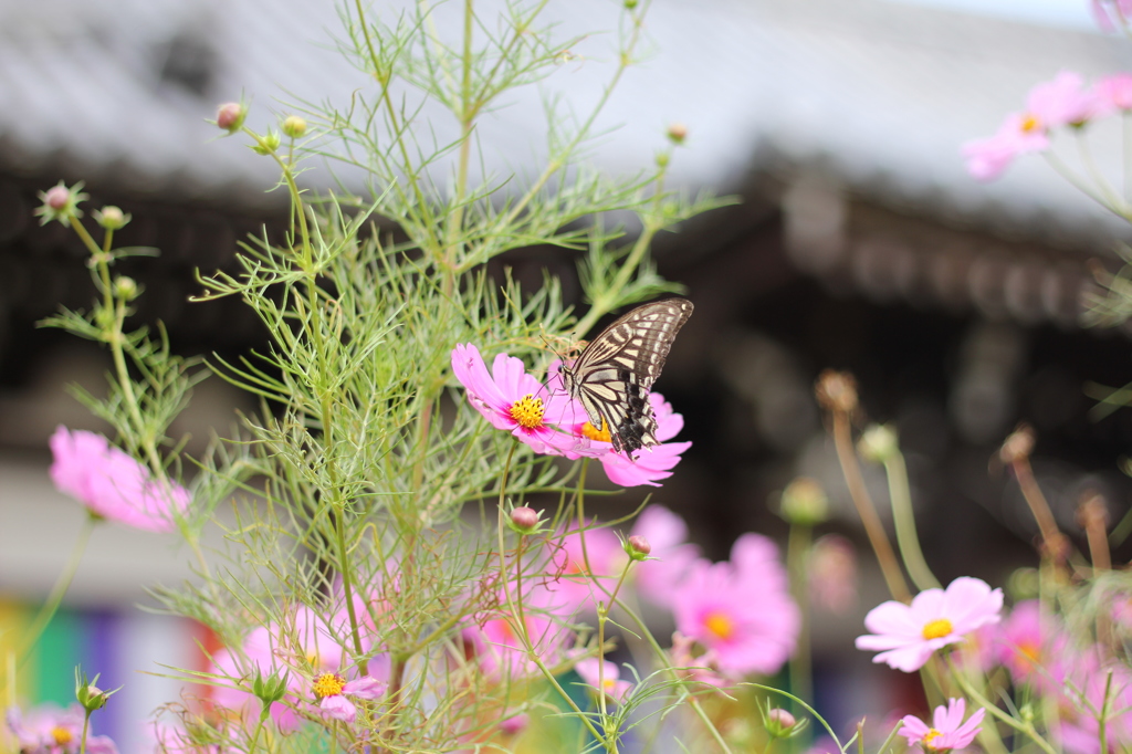般若寺　コスモス1