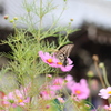 般若寺　コスモス1