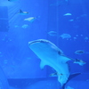 美ら海水族館