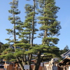 九本松