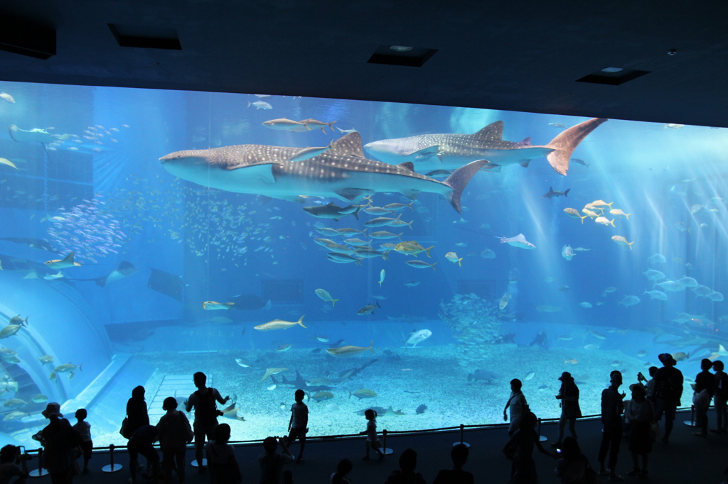 美ら海水族館