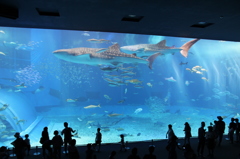 美ら海水族館