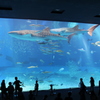 美ら海水族館