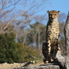 アドベンチャーワールド　チーター