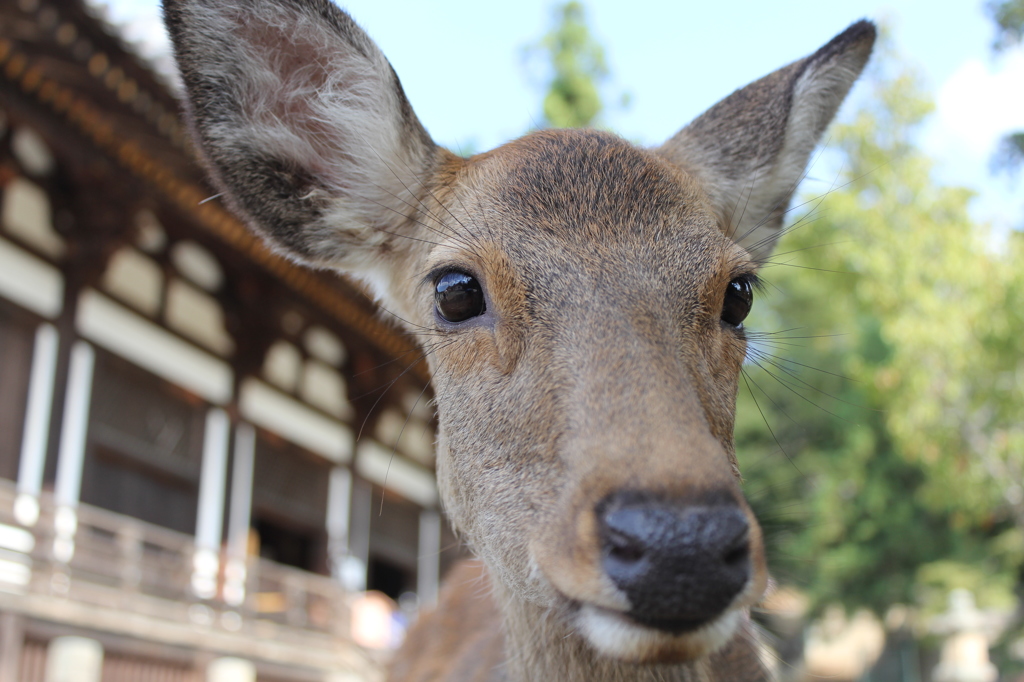 奈良公園　2
