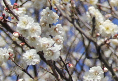 いなべ市農業公園　梅林公園