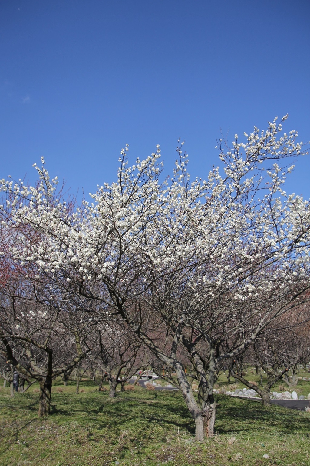 いなべ市農業公園　梅林公園