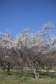 いなべ市農業公園　梅林公園